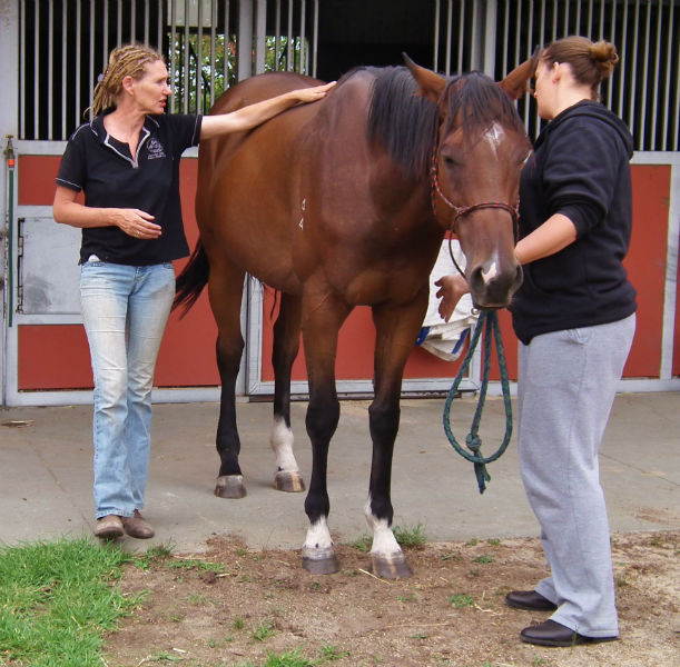 Horse massage therapist