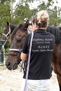 Equine Bodywork, Horse Massage, Equine Sports Therapist