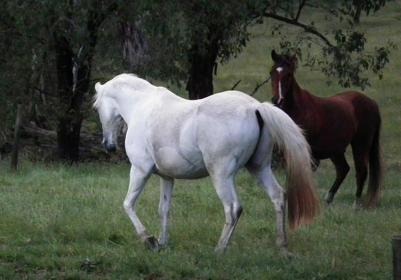 Horse pasture and feeding