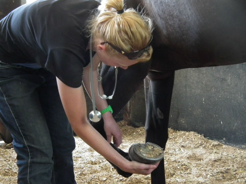 Equine Therapy Tendon Assessment