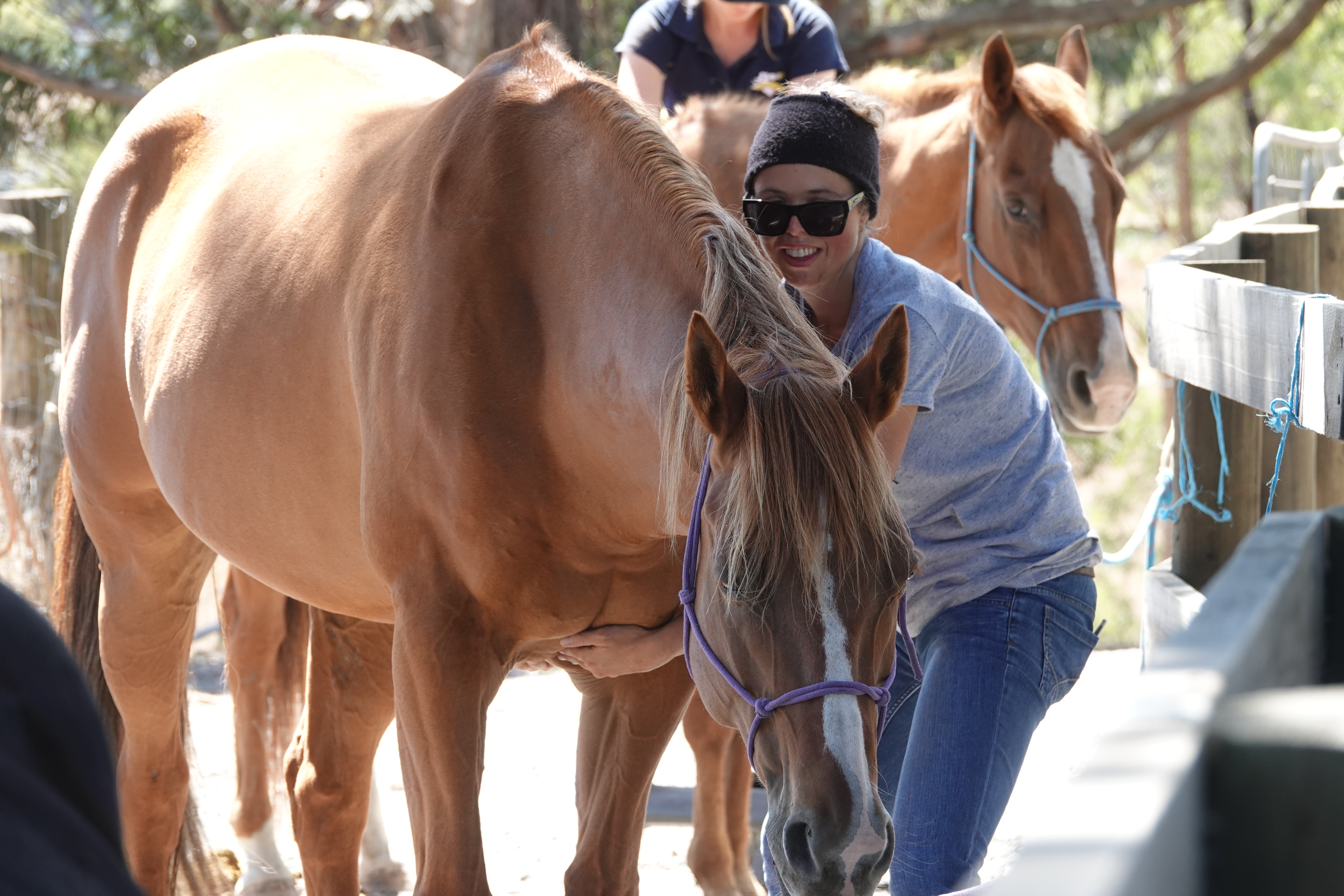 Horse Massage training, study horse nutrition