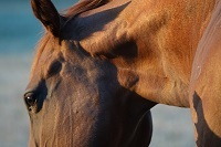 Horse Health, equine movement, horse massage and horse nutrition
