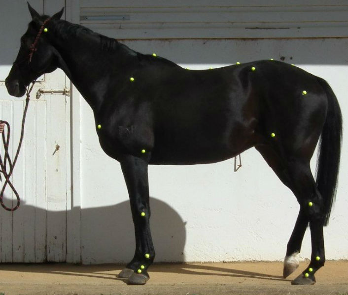 Equine conformation markers