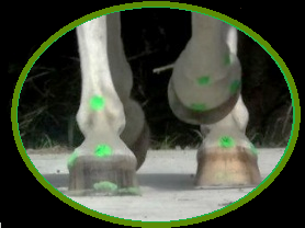Equine gait analysis