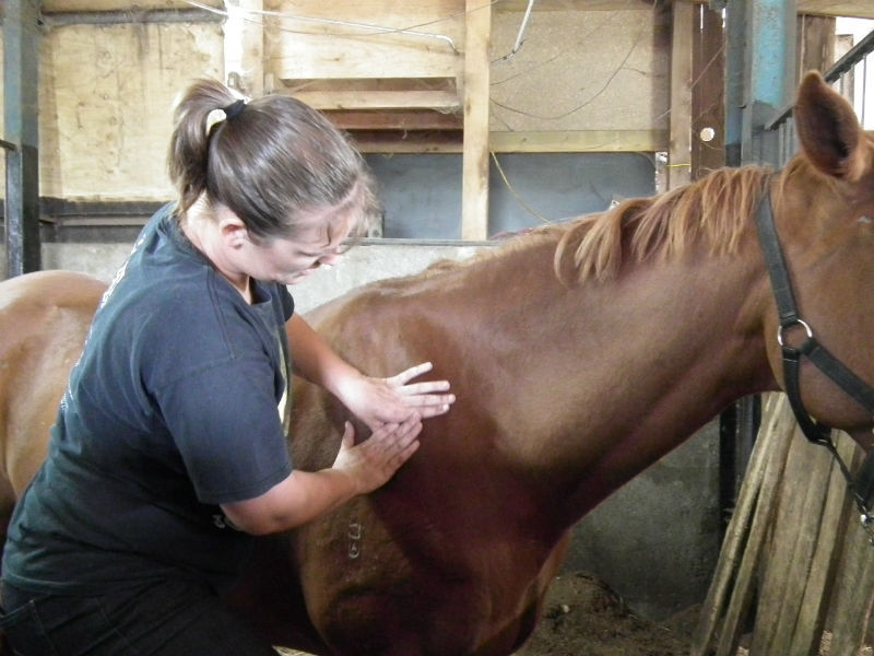 horse sports massage