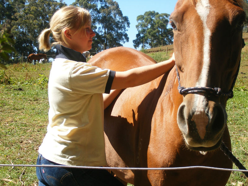 diploma of equine therapy