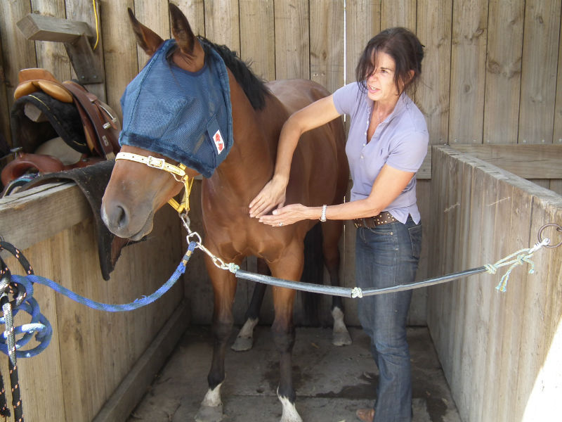 equine sports massage therapy
