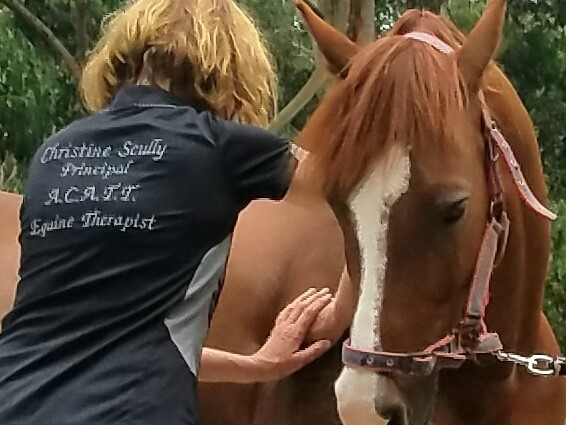 Horse Massage Courses and workshops