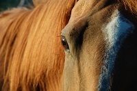 Herbs for horses, Magic Goop, equine joint supplement and equine books at ACATT Shop