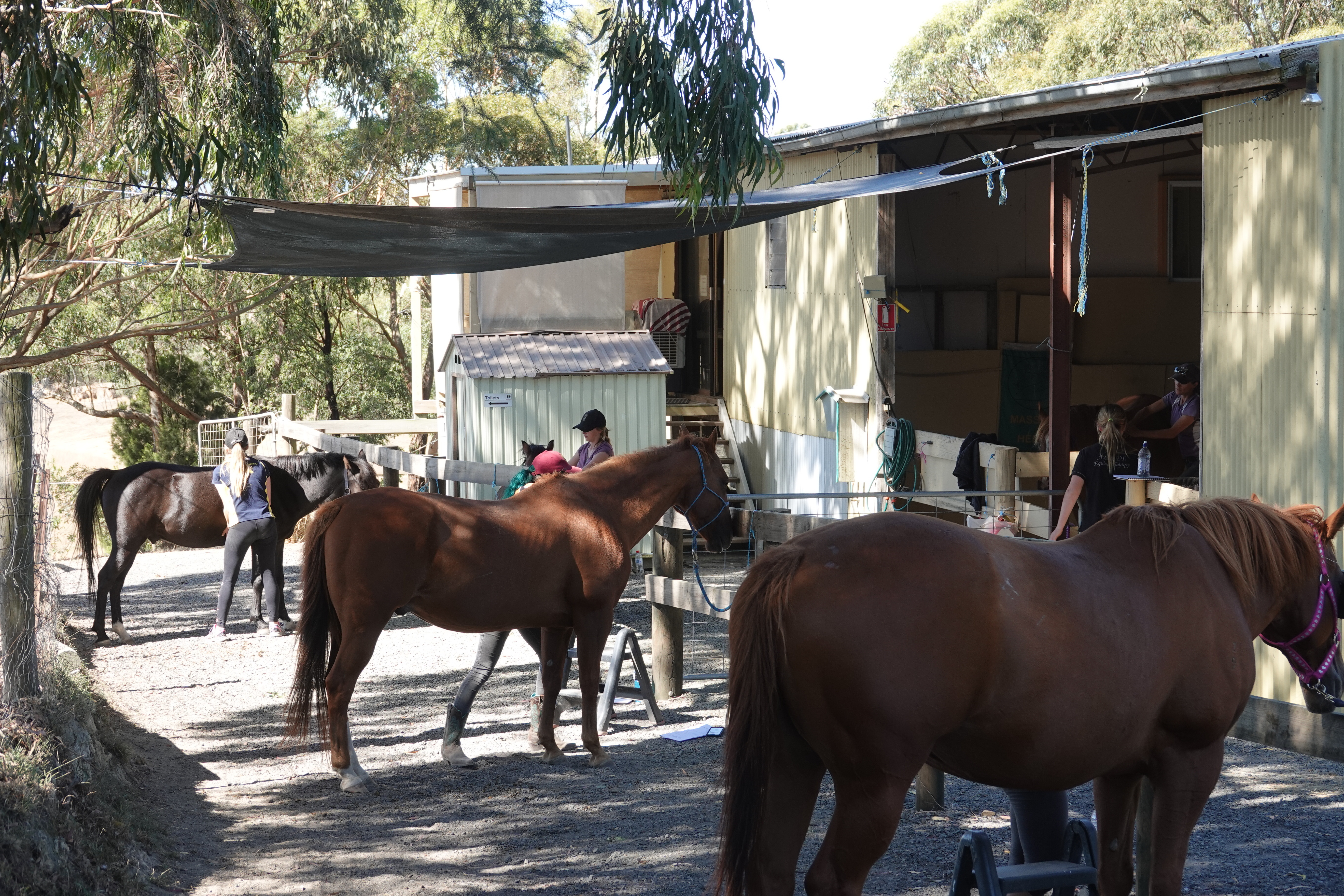 Online Equine courses, Horse massage course online, equine nutrition course, study equine health online