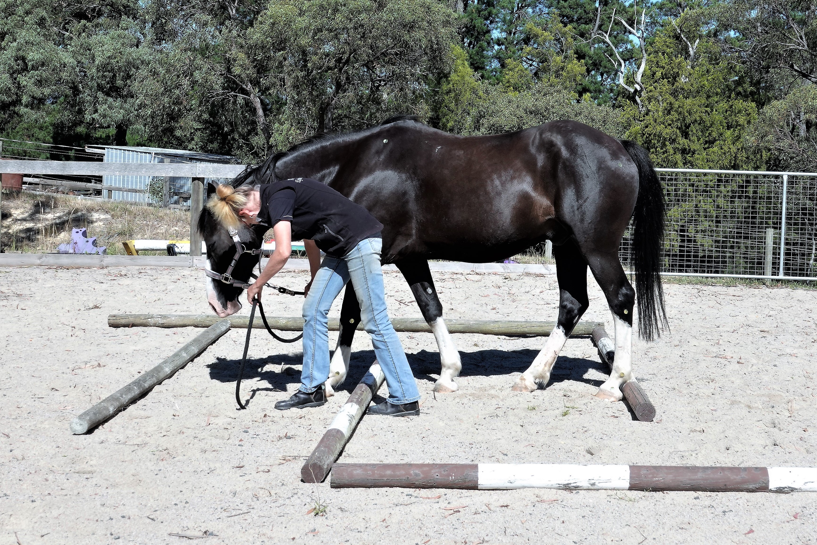 Equine Rehabilitation post injury